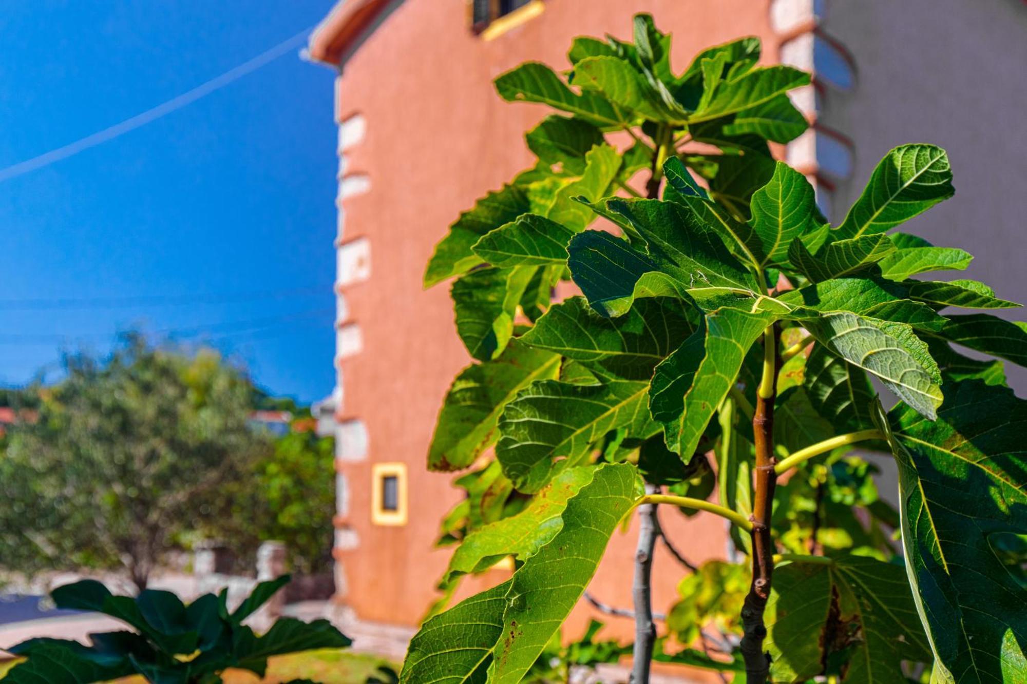 Apartments Lina Vrh  エクステリア 写真